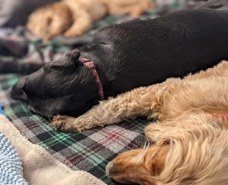 Nap time at doggie day care