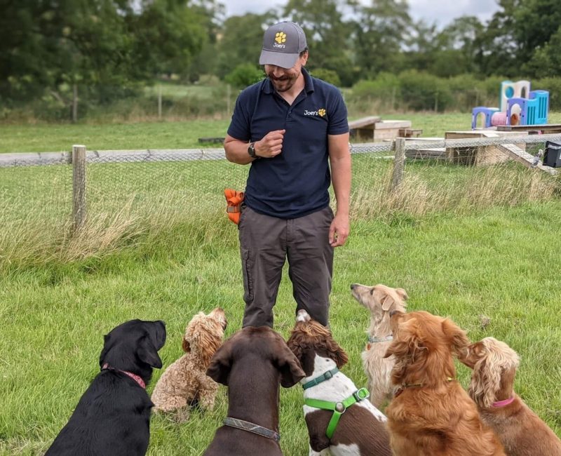Tom training the dogs