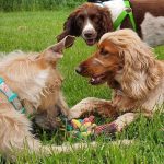 How to recognise healthy play between dogs